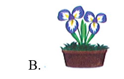 Chậu có nhiều hoa nhất là: (ảnh 3)