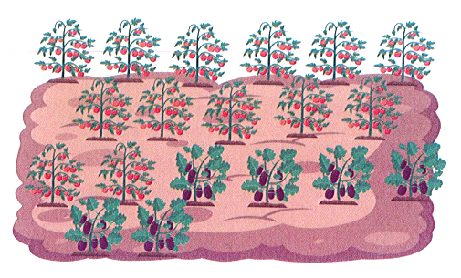 Mẹ Lan trồng tất cả 19 cây cà chua và cà tím, trong đó có 6 cây cà tím. Hỏi mẹ Lan trồng bao nhiêu cây cà chua? (ảnh 1)