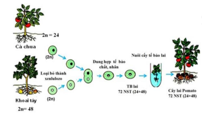 Có bao nhiêu nhận xét đúng với hình ảnh sau? (ảnh 1)