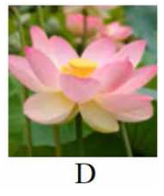 Tên loài hoa nào dưới đây có vần