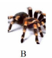 Tên con vật nào dưới đây có vần 