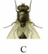 Tên con vật nào dưới đây có vần 