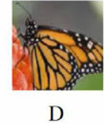 Tên con vật nào dưới đây có vần 