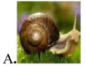 Tên con vật nào chứa tiếng có vần