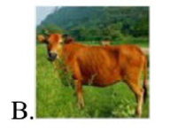 Tên con vật nào chứa tiếng có vần