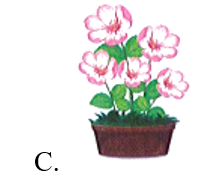 Chậu có nhiều hoa nhất là: (ảnh 4)