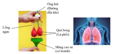 Một nhóm học sinh chế tạo mô hình phổi trong hệ hô hấp của người từ các dụng cụ: 1 vỏ chai (ảnh 1)