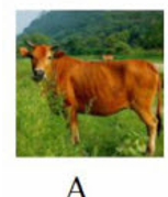 Tên con vật nào chứa tiếng có vần