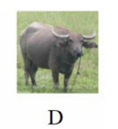 Tên con vật nào dưới đây không có vần 