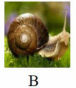 Tên con vật nào chứa tiếng có vần