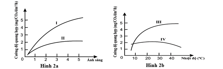 Cho sơ đồ về mối quan hệ giữa cường độ quang hợp của thực vật C3, C4 với cường độ ánh sáng (hình 2a) và với nhiệt độ (hình 2b). Mỗi đường cong: I, II, III, IV tương ứng với nhóm thực vật nào? Giải thích. (ảnh 1)