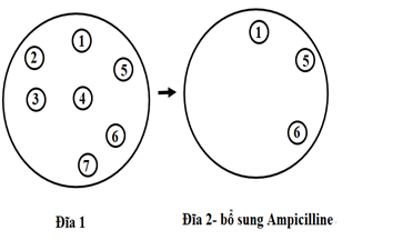 Trong kỹ thuật di truyền, người ta có thể sử dụng các gene kháng thuốc kháng sinh trong plasmid của vi khuẩn làm gene đánh dấu, nhằm phân lập vi khuẩn nhận được DNA tái tổ hợp. (ảnh 1)