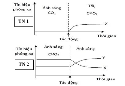 Sử dụng đồng vị phóng xạ C14 trong CO2 để tìm hiểu về quá trình quang hợp ở thực vật. Hình bên mô tả 2 thí nghiệm với 2 chậu cây: (ảnh 1)