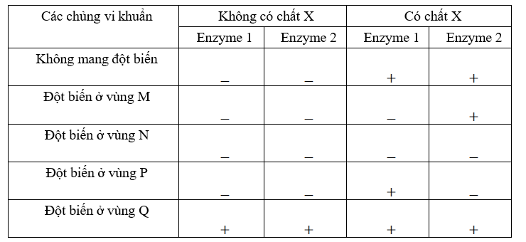 Một operon X có các vùng trình tự quy định chức năng được kí hiệu M, N, P, Q tổng hợp các enzyme 1 và enzyme 2 phân giải chất X.  (ảnh 1)