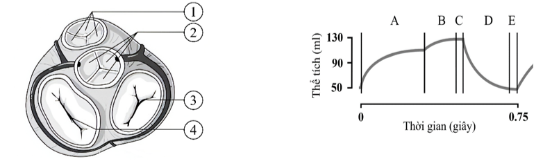 Hình dưới mô tả cấu trúc giải phẫu tim và mạch máu ở người với các van được đánh dấu từ 1 đến 4 và đồ thị biểu diễn sự thay đổi thể tích máu tâm thất trái trong một chu kì tim của một người khỏe mạnh. (ảnh 1)
