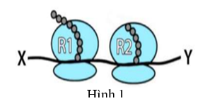 Hình 1 mô tả quá trình dịch mã của mRNA tại hai ribosome R1 và R2 (ảnh 1)
