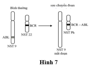 Nhiễm sắc thể Philadelphia là kết quả của một đột biến chuyển đoạn giữa nhiễm sắc thể 9 và 22, dẫn đến sự tạo thành gene BCR-ABL ( Hình 7).  (ảnh 1)