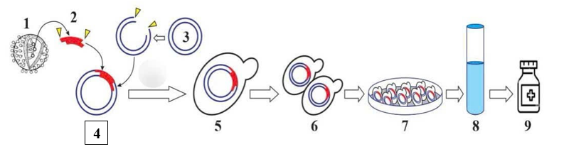 Hình bên mô tả quá trình sản xuất Vacxin phòng bệnh Viêm gan B do virus HepatitisB. Có bao nhiêu chú thích dưới đây đúng với sơ đồ? (ảnh 1)