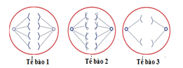 Hình bên mô tả quá trình phân bào của 3 tế bào. Phát biểu nào sau đây đúng? A. Tế bào 1, 2 có thể thuộc cùng một cơ thể. B. Tế bào 2 đang ở kì giữa của giảm phân II.  (ảnh 1)