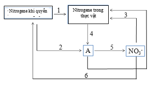 Hình dưới đây mô tả chu trình chuyển hóa nitrogene trong tự nhiên. Các quá trình chuyển hóa nitrogene được kí hiệu từ 1 đến 6. Theo lí thuyết, phát biểu nào sau đây đúng? (ảnh 1)
