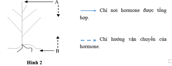 Hình 2 minh họa nơi tổng hợp và sự vận chuyển của hai loại hormone A và B ở thực vật. a. Xác định tên của hai loại hormone A và B. (ảnh 1)