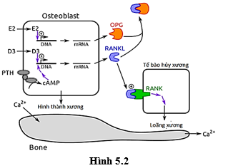 Hình 5.1 thể hiện sự sai khác về nồng độ hormone TRH (hormone giải phóng hướng tuyến giáp của vùng dưới đồi), TSH (hormone kích thích tuyến giáp của tuyến yên) và tirôxin của 6 mẫu xét nghiệm tương ứng với 6 người (ảnh 2)