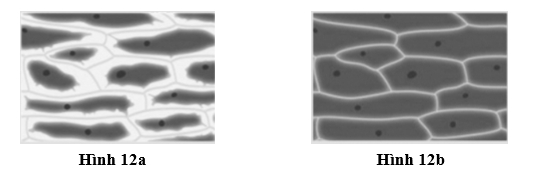 Một học sinh tiến hành thí nghiệm: tách một lớp tế bào biểu bì mặt dưới lá cây thài lài tía ® đặt mẫu vật lên lam kính có chứa giọt nước cất ® đậy lamen ® quan sát dưới kính hiển vi ® chụp ảnh (ảnh giai đoạn 1). (ảnh 1)