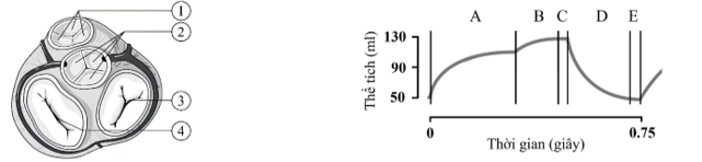 Hình 3.1 mô tả cấu trúc giải phẫu tim và mạch máu ở người với các van tim: (1)-van động mạch phổi; (2)-van động mạch chủ; (3)-van nhĩ thất phải; (4)-van nhĩ thất trái (ảnh 1)