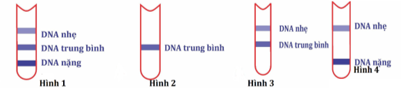 Trong thí nghiệm của Meselson và Stahl về cơ chế sao chép của DNA, vi khuẩn được nuôi trong môi trường chứa các nucleotide được đánh dấu bởi đồng vị nặng N15 trong một vài thế hệ, sau đó được chuyển sang nuôi trong môi trường có các nucleotide N14. (ảnh 1)