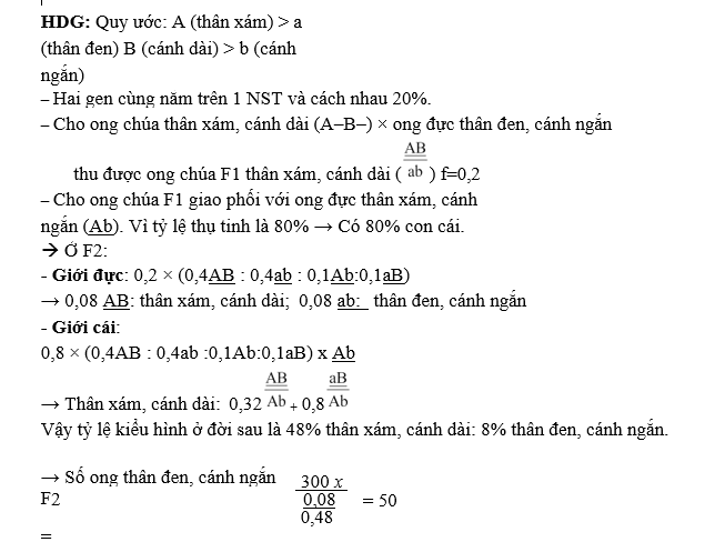 Ở loài ong mật, những trứng được thụ tinh sẽ nở thành ong thợ hoặc ong chúa; những trứng không được thụ tinh sẽ nở thành ong đực. Allele A quy định thân xám, allele a quy định thân đen; allele B quy định cánh dài, allele b quy định cánh ngắn (ảnh 1)