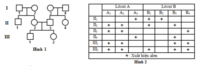 Xét 2 lôcut gen A và B thuộc NST số 21, lôcut A có 3 alen A1, A2, A3, lôcut B có 4 alen B1, B2, B3, B4. Kết quả phân tích DNA các allele của 2 locus trên của một số người trong gia đình có phả hệ ở hình 1 (ảnh 1)
