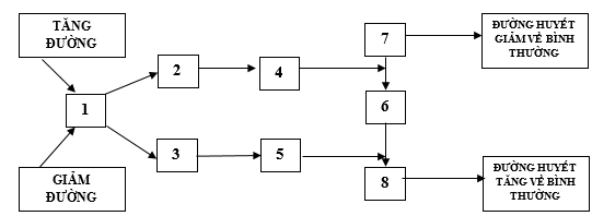 Sơ đồ sau mô tả cơ chế điều hòa lượng đường trong máu ở người bình thường Chú thích nào trong hình tương ứng với hormone Glucagon.? (ảnh 1)