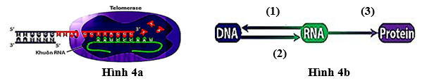 Phi&ecirc;n m&atilde; ngược l&agrave; qu&aacute; tr&igrave;nh tổng hợp DNA dựa tr&ecirc;n mạch khu&ocirc;n l&agrave; RNA. Từ mạch khu&ocirc;n RNA, enzyme phi&ecirc;n m&atilde; ngược tổng hợp mạch DNA c&oacute; tr&igrave;nh tự nucleotide bổ sung đặc hiệu với tr&igrave;nh tự nucleotide của RNA.  (ảnh 1)