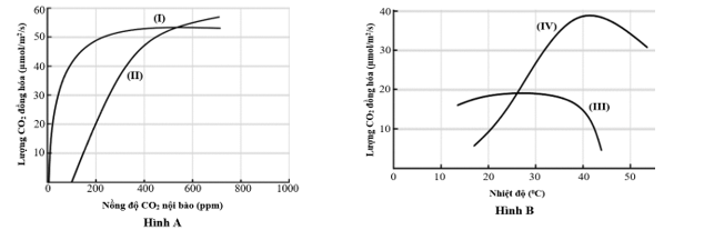Hai h&igrave;nh vẽ dưới đ&acirc;y m&ocirc; tả ảnh hưởng của nồng độ CO2 v&agrave; nhiệt độ đến quang hợp ở thực vật C3 v&agrave; C4. Đường cong (I) v&agrave; (II) ở H&igrave;nh A m&ocirc; tả cường độ quang hợp ở nồng độ CO2 kh&aacute;c nhau (ảnh 1)
