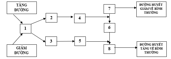 Sơ đồ sau mô tả cơ chế điều hòa lượng đường trong máu ở người bình thường Chú thích nào trong hình tương ứng với hormone Glucagon.? (ảnh 1)