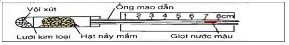 Khi làm thí nghiệm chứng minh sự hô hấp ở hạt, người ta thiết kế thí nghiệm như hình vẽ sau: (ảnh 1)