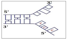 Sơ đồ sau biễu diễn quá trình nhân đôi DNA, hãy cho biết mạch mới liên tục sẽ có trình tự nucleotide là (tính từ đoạn phân tử được tháo xoắn)?   A. TCG.	B. GCA.	C. AGC.	D. TGC. (ảnh 1)