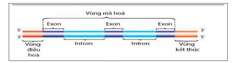 Hình vẽ mô tả cấu trúc của gene không có ở sinh vật nào? (ảnh 1)