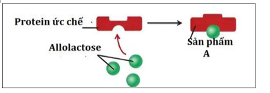 Hiện tượng protein ức chế kết hợp với allolactose sẽ tạo ra sản phẩm A, sản phẩm A này có đặc điểm   A. kìm hãm.	B. hoạt hóa vùng P. C. ức chế.	D. bất hoạt. (ảnh 1)