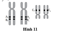 Hình 11 mô tả các allele của ba gene A, B và C đã nhân đôi trong giảm phân ở một nhóm tế bào sinh tinh.  (ảnh 1)
