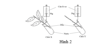 Hình 2 mô tả thời điểm bắt đầu một thí nghiệm về sự thoát hơi nước của hai chồi cây. Thí ngiệm được bố trí đúng quy chuẩn. Dự đoán về chỉ số trên cân bằng lò xo ở mỗi chồi sau ba ngày nào sau đây là dễ xảy ra nhất? (ảnh 1)