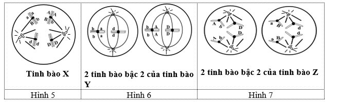 Một cơ thể động vật có bộ NST lưỡng bội, xét 3 cặp gene nằm trên 2 cặp NST thường. Người ta tiến hành quan sát quá trình giảm phân của 3 tinh bào (X, Y, Z) có cùng kiểu gene  (ảnh 1)
