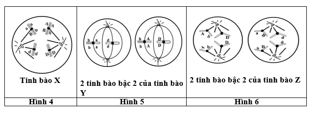 Một cơ thể động vật có bộ NST lưỡng bội, xét 3 cặp gene nằm trên 2 cặp NST thường. Người ta tiến hành quan sát quá trình giảm phân của 3 tinh bào (X, Y, Z) có cùng kiểu gene của cơ thể này ở các thời điềm phân bào khác nhau và vẽ lại các hình như sau: (ảnh 1)