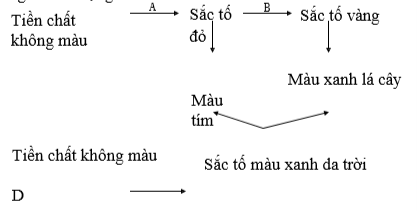 Một nhà khoa học sau khi thu thập được một số con vẹt thuần chủng màu đỏ, vàng, xanh da trời, xanh lá cây, tím  (ảnh 1)
