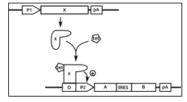 Giải trình tự hệ gene người đem lại những ứng dụng thực tiễn gì? (ảnh 1)