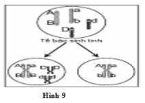 Ở một loài động vật, quan sát quá trình giảm phân của một tế bào sinh tinh, người ta ghi nhận lại diễn biến NST được mô tả bằng hình 9. (ảnh 1)