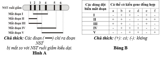 Hình A mô tả một đoạn nhiễm sắc thể (NST) từ tế bào tuyến nước bọt của ấu trùng ruồi giấm có 6 băng (kí kiệu từ 1 đến 6) tương ứng với 6 locus gene khác nhau (ảnh 1)
