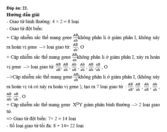 Xét một cơ thể có kiểu gene    XDY giảm phân tạo giao tử. Cho biết quá trình giảm phân ở một số tế bào, cặp nhiễm sắc thể mang gene   không phân li ở giảm phân I, (ảnh 1)