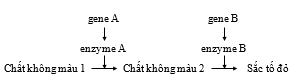 Ở một loài thực vật, màu sắc hoa là do sự tác động của hai cặp gene (A, a và B, b) phân li độc lập. Gene A và  gene B tác động đến sự hình thành màu sắc hoa theo sơ đồ: (ảnh 1)