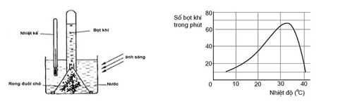 Th&iacute; nghiệm khảo s&aacute;t qu&aacute; tr&igrave;nh quang hợp v&agrave; h&ocirc; hấp ở thực vật được tiến h&agrave;nh ở nhiệt độ kh&aacute;c nhau, sử dụng bộ th&iacute; nghiệm như h&igrave;nh vẽ dưới đ&acirc;y, kết quả th&iacute; nghiệm được biểu diễn theo đồ thị. Mỗi ph&aacute;t biểu sau l&agrave; đ&uacute;ng hay sai về th&iacute; nghiệm n&agrave;y? (ảnh 1)